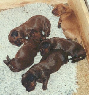 Puppies, 10 days old