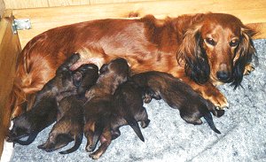 Little, hungry dachshund puppies
