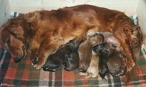Puppies, 1 day old