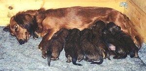 Slightly bigger, still hungry dachshund puppies