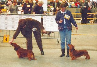 Oldenburg international dog show