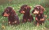 Bispingdorpe-hunde